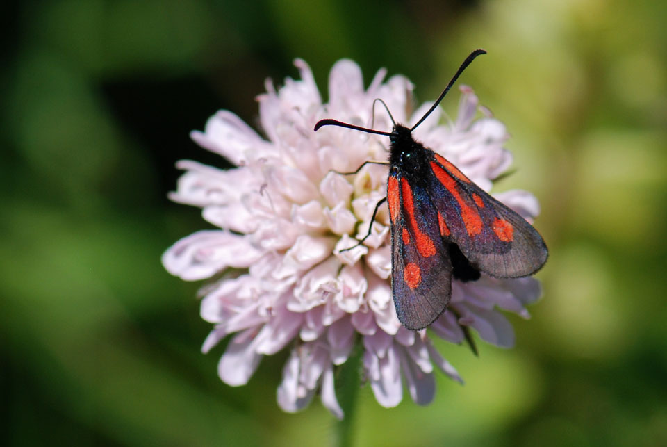 Zygaena sp. (romeo?) dal Val Maira (CN)